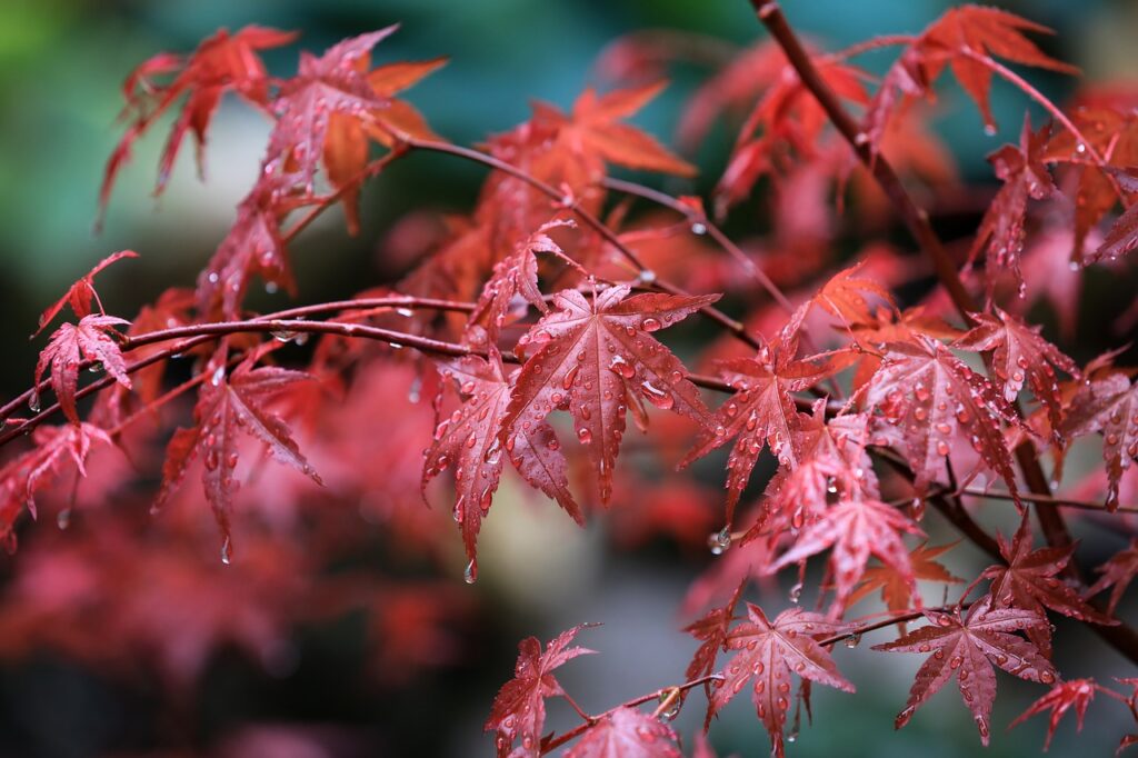 maple, maple leaves, raindrops-6290891.jpg